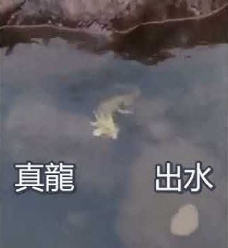 夢見龍在水中游|夢到龍在水中游